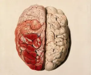 illustration of human brain with left lobe colored red