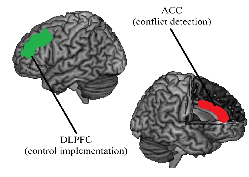 Diagram showing the dorsolateral prefrontal cortex and anterior cingulate cortex in the brain.