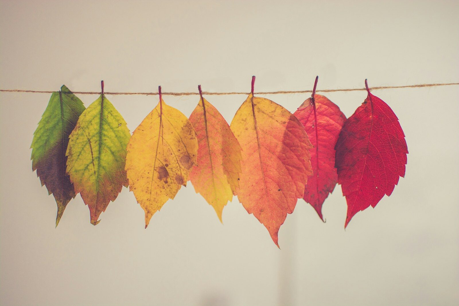 Different colored leaves hang in a row, representing change and growth.