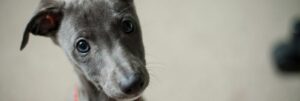 short-coated black puppy