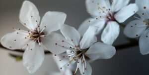 Delicate white blossoms on a twig, captured in a serene close-up for a floral spring feel.