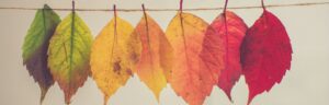assorted-color lear hanging decor