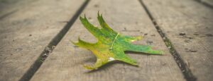green maple leaf on gray concrete floor