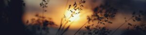 Silhouetted grass against a warm, glowing sunset sky.