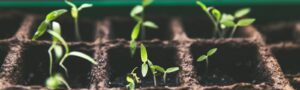 selective focus photo of plant spouts
